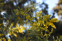 Acacia dealbata